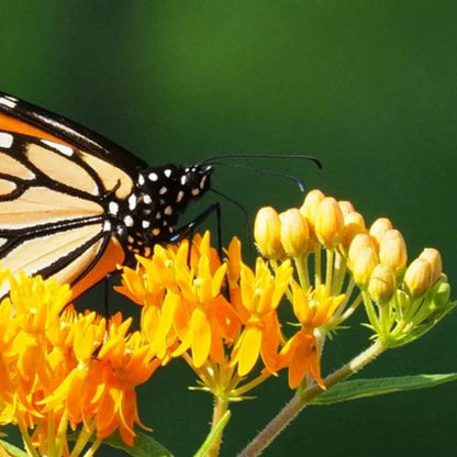 Butterfly Milkweed Seeds