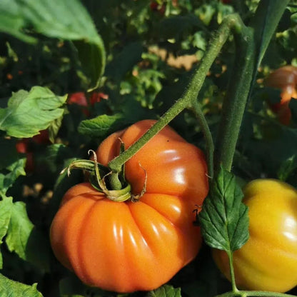 Giant Heirloom Tomato Seeds