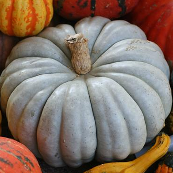 Blue Jarrahdale Pumpkin Seeds