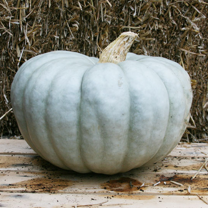 Blue Jarrahdale Pumpkin Seeds