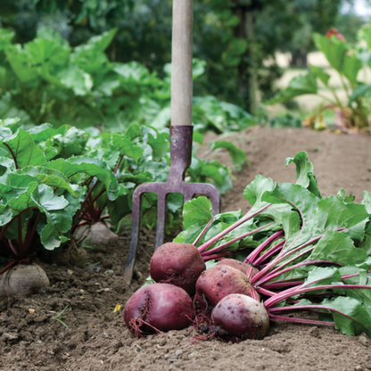 Red Beet Seeds