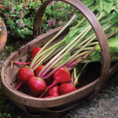 Red Beet Seeds