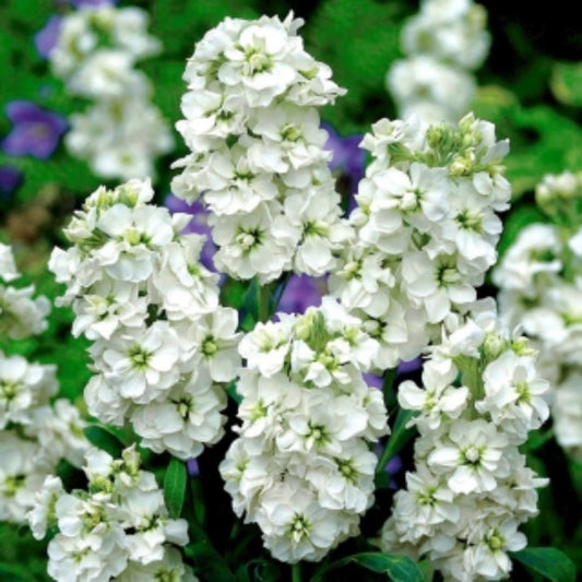 White Evening Or Night Scented Stock Flower Seeds