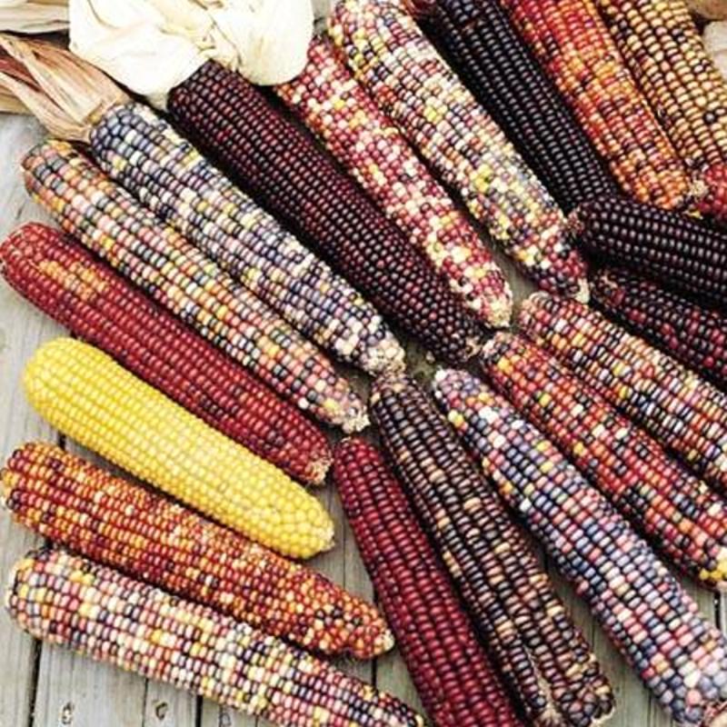 Rainbow Corn Seeds