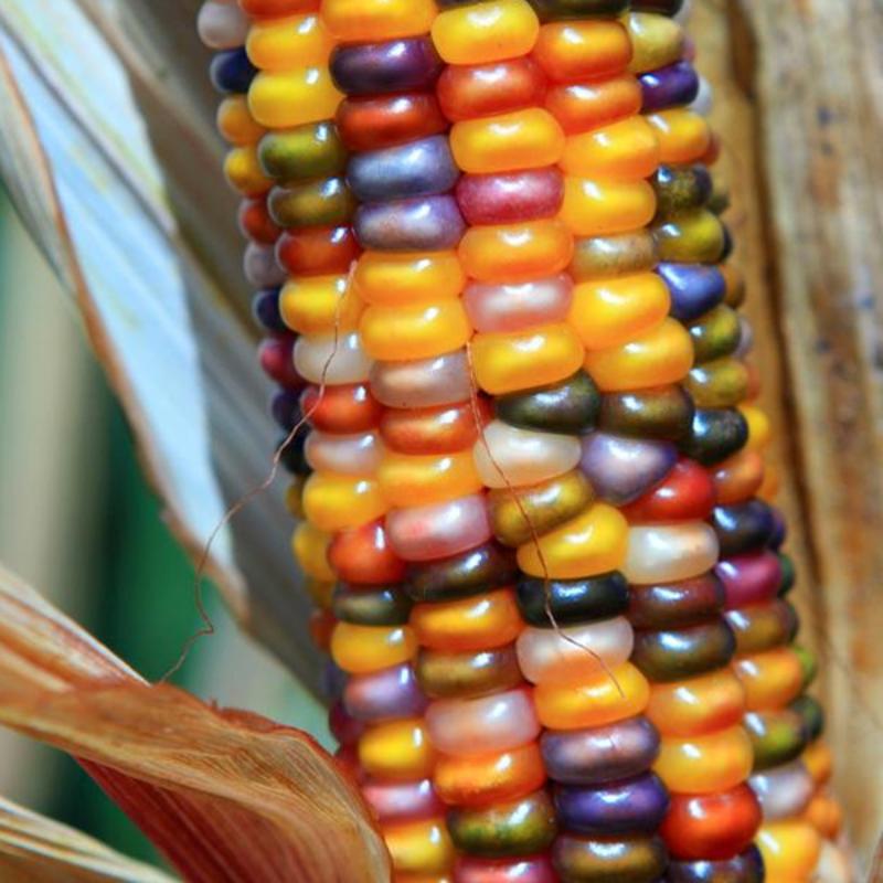 Rainbow Corn Seeds