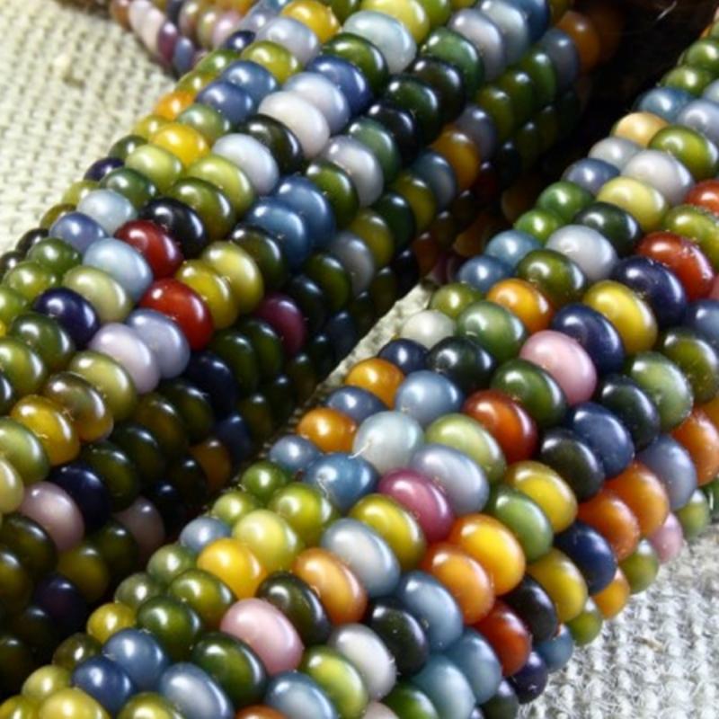 Rainbow Corn Seeds