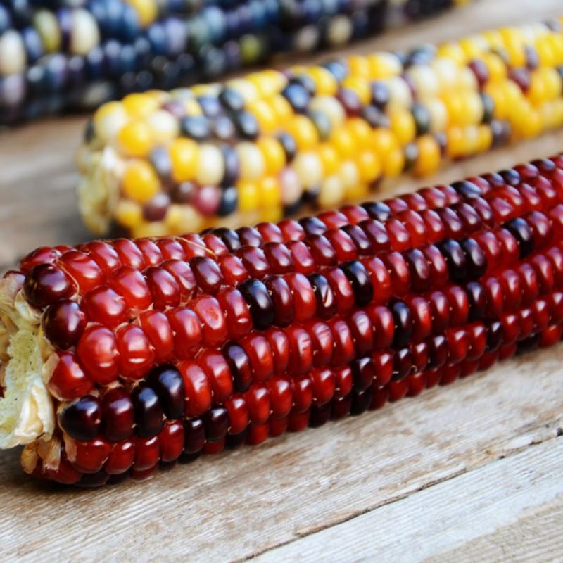 Rainbow Corn Seeds