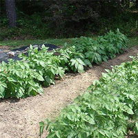 Red Skin Potato Seeds