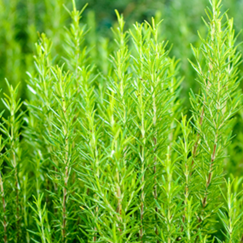 Rosemary Seeds