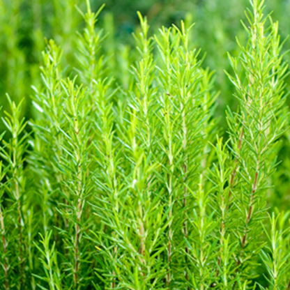 Rosemary Seeds