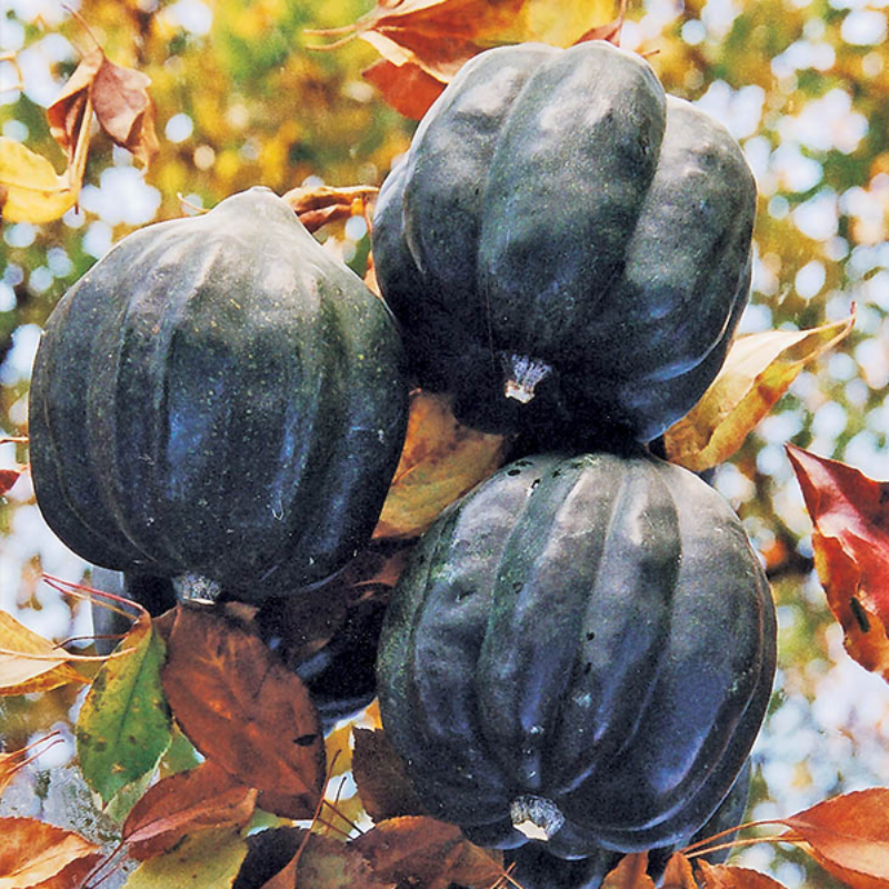 Royal Squash Seeds