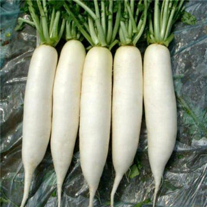 White Radish Seeds