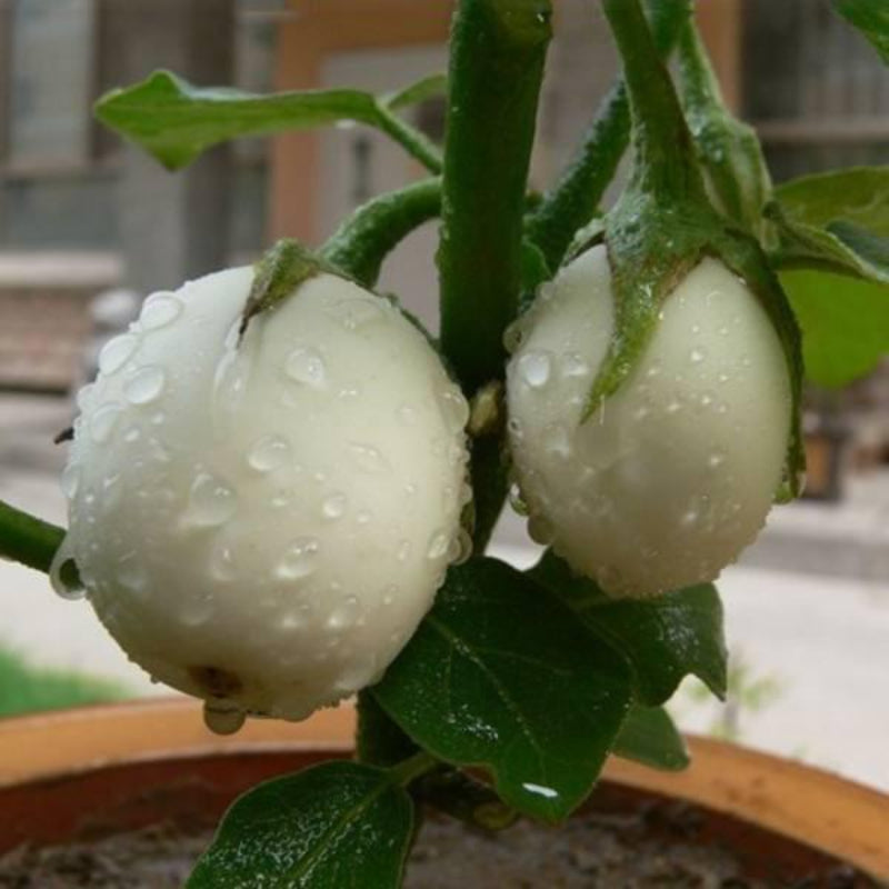 White Eggplant Seeds