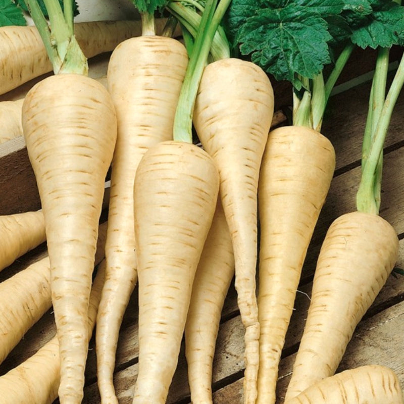 White Gem Parsnip Seeds