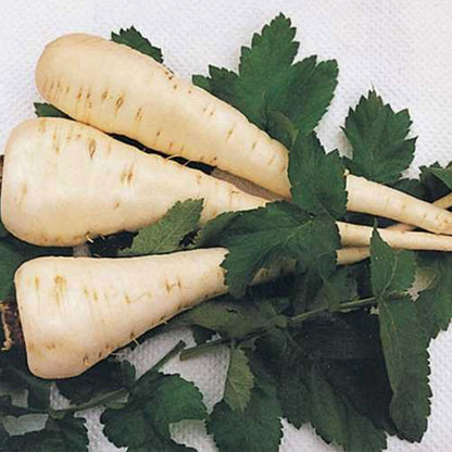 White Gem Parsnip Seeds