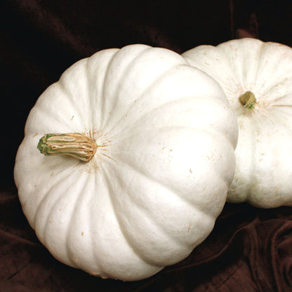 White Pumpkin Seeds