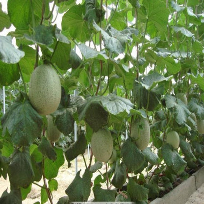 Organic Oval Shaped Cantaloupe Melon Seeds