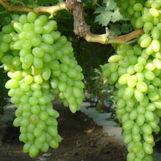 Juicy Fresh High Yield Green Grape Seeds