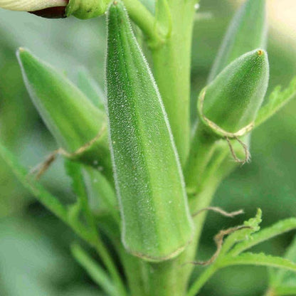 Clemson Spineless Okra Seeds