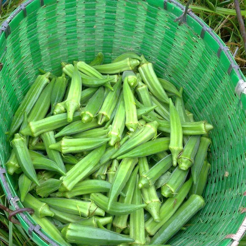 Clemson Spineless Okra Seeds