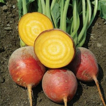 Golden Red Beetroot Fresh Farm Seeds