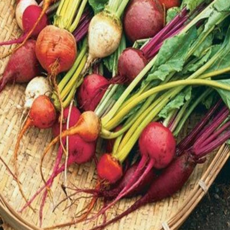 Golden Red Beetroot Fresh Farm Seeds