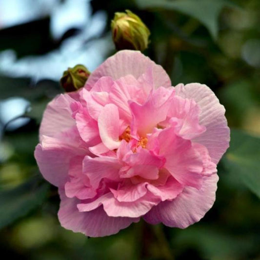 Sweet Pink Hibiscus Hardy Flower Seeds