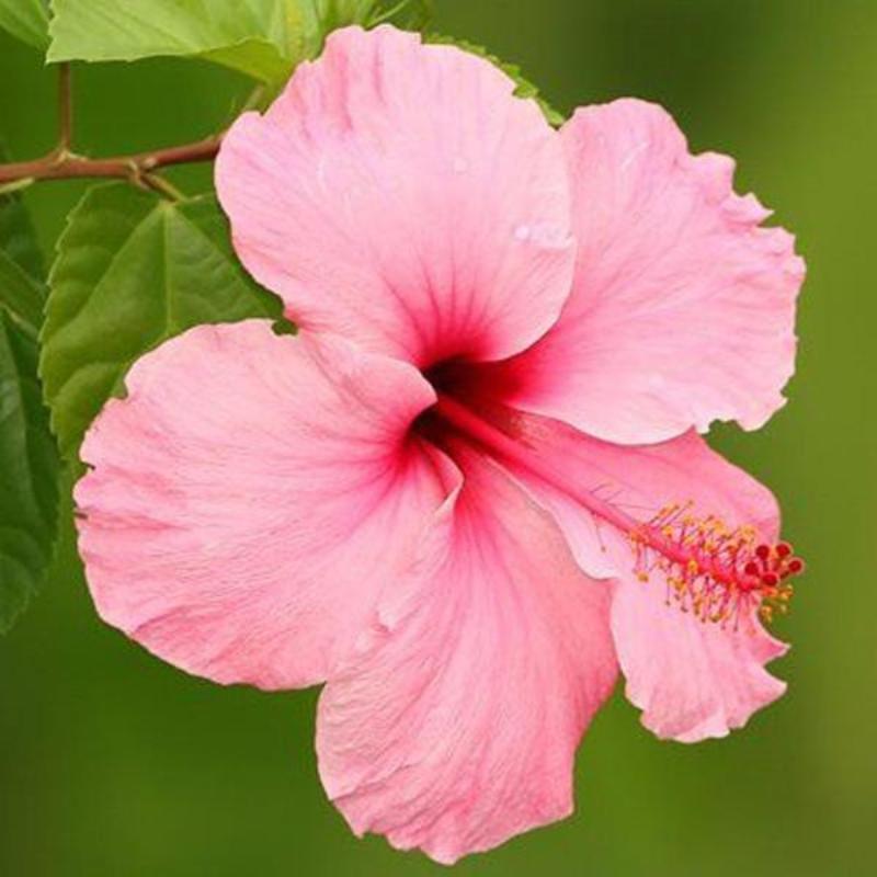 Sweet Pink Hibiscus Hardy Flower Seeds