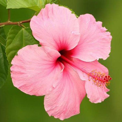 Sweet Pink Hibiscus Hardy Flower Seeds