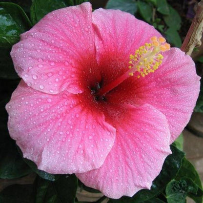 Sweet Pink Hibiscus Hardy Flower Seeds