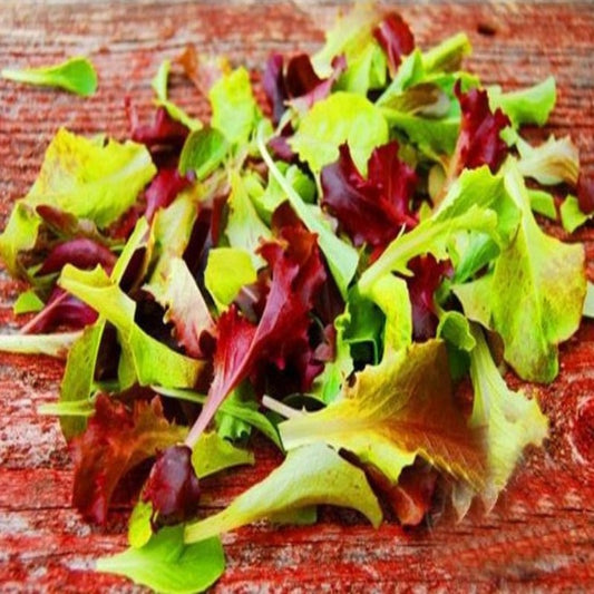 Organic Lettuce Mix Seeds