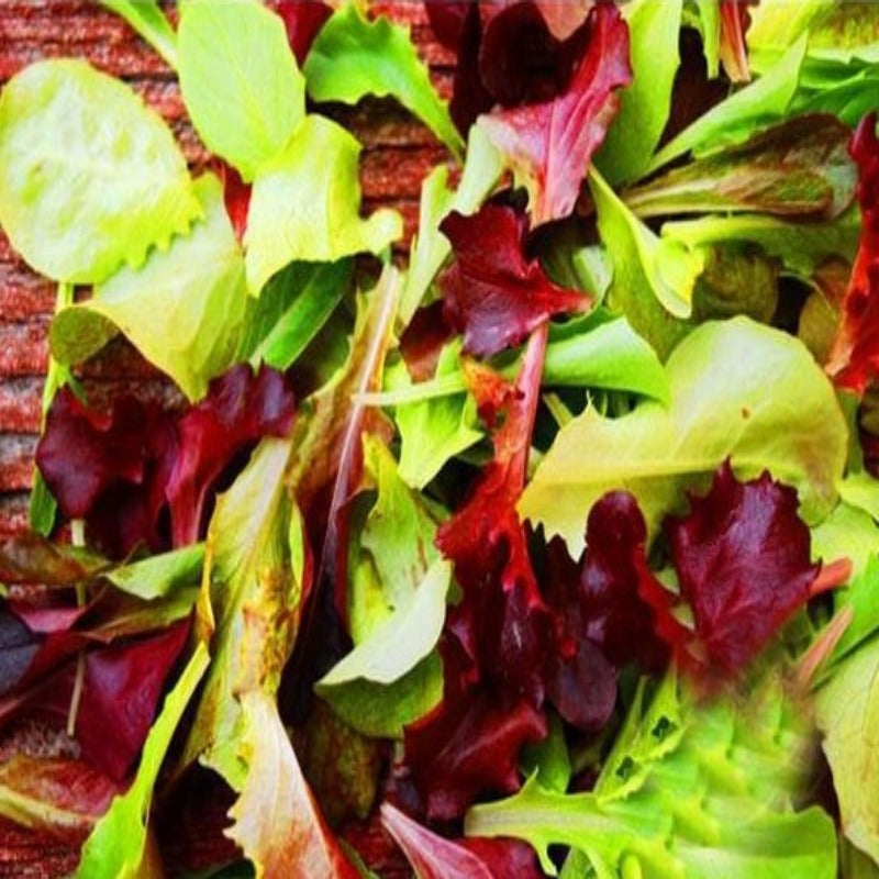 Organic Lettuce Mix Seeds