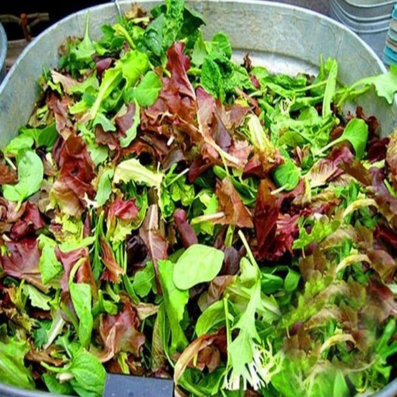 Organic Lettuce Mix Seeds