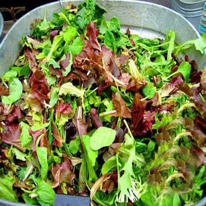 Organic Lettuce Mix Seeds