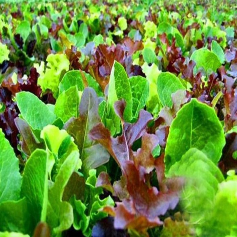 Organic Lettuce Mix Seeds