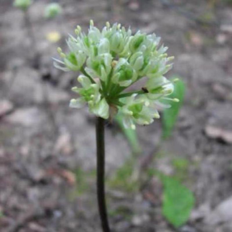 Wild Leek Seeds