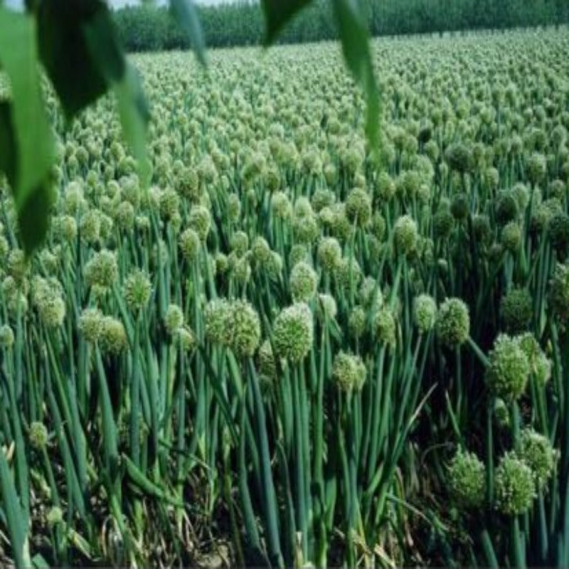 Greenish Bonsai Spring Onion Seeds