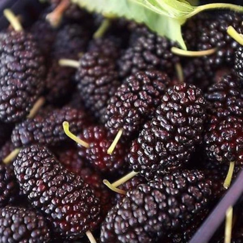 Long Blackberry Juicy Fruit Seeds