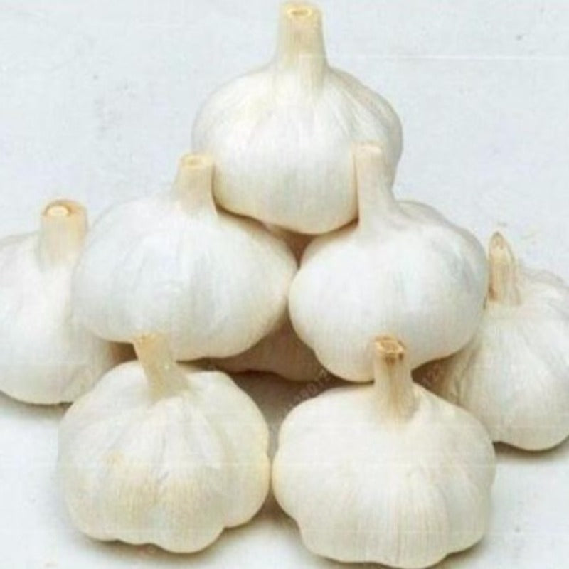 Tropical Garlic Seeds