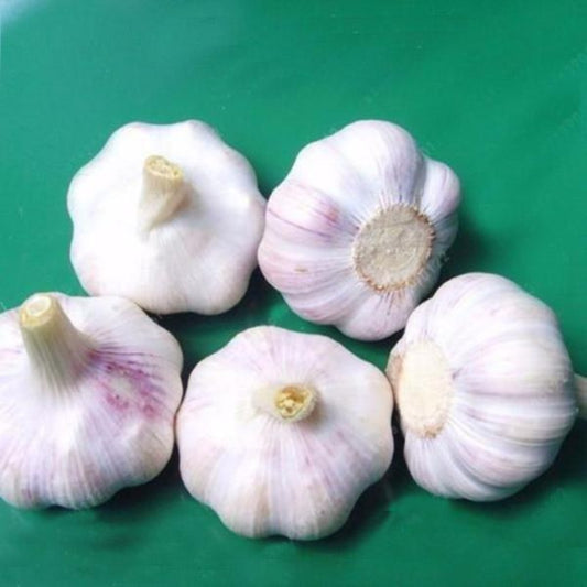 Organic Perennial Garlic Seeds
