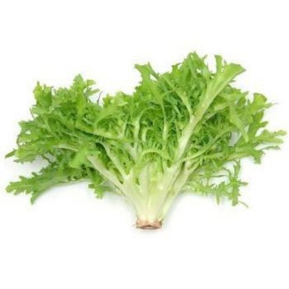 Chinese Endive Lettuce Vegetable Seeds