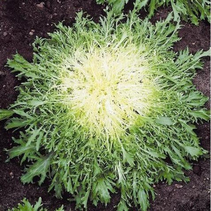 Chinese Endive Lettuce Vegetable Seeds