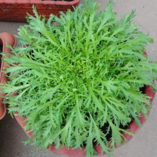 100 Pieces Endive Leaf Vegetable Seeds