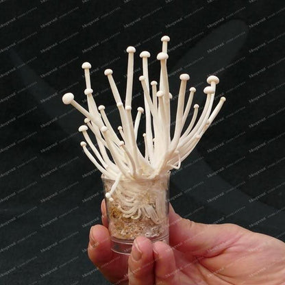 Rare Mini Enoki Mushroom Farm Seeds