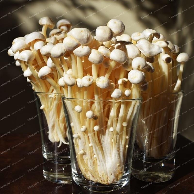 Rare Mini Enoki Mushroom Farm Seeds