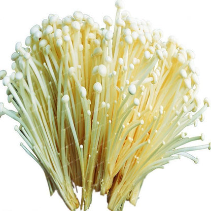 Rare Mini Enoki Mushroom Farm Seeds