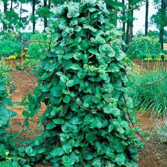 Thick Green Malabar Spinach Plant Seeds