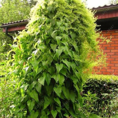 Thick Green Malabar Spinach Plant Seeds