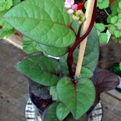 Thick Green Malabar Spinach Plant Seeds