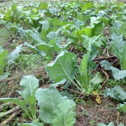 Kohlrabi Seeds